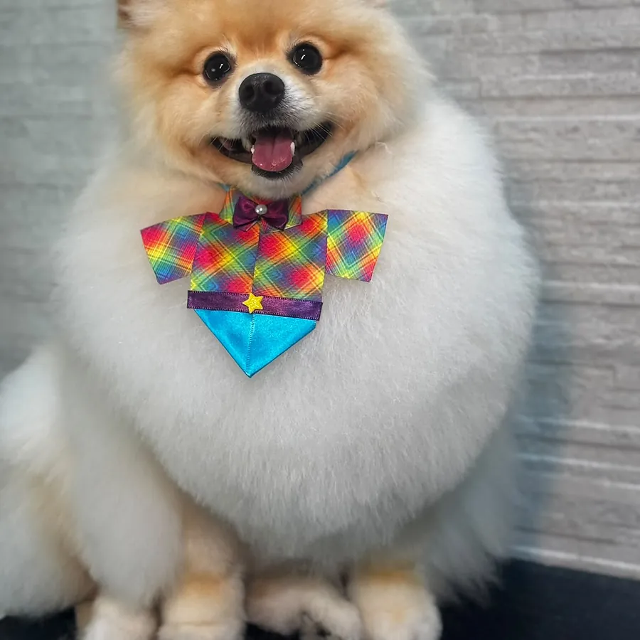 Spitz alemão tosado, com gravata borboleta, na bancada do Espaço Vila Animal