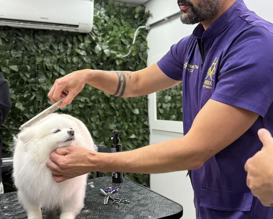 Vinícius tesourando a pelagem de um Spitz branco